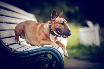 Portrait of a red bull terrier on a bench. English Bull Terrier.