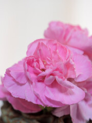 secret affection for ...