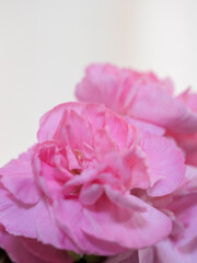 secret affection for ...