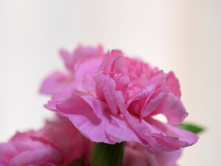 secret affection for ...