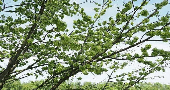 (Ulmus minor) Field elm or smooth-leaved elm.  Attractive tree with vase-shaped crown, gray-green to brown bark and slender shoots bearing oval and glabrous samarae under veined leaves
