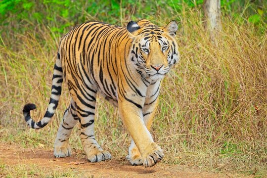 A majestic tiger walks confidently on a dirt path toward the camera, surrounded by tall, dry grass.