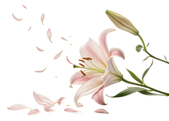 Falling Lily isolated on white background