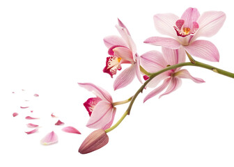 pink orchid isolated on white background