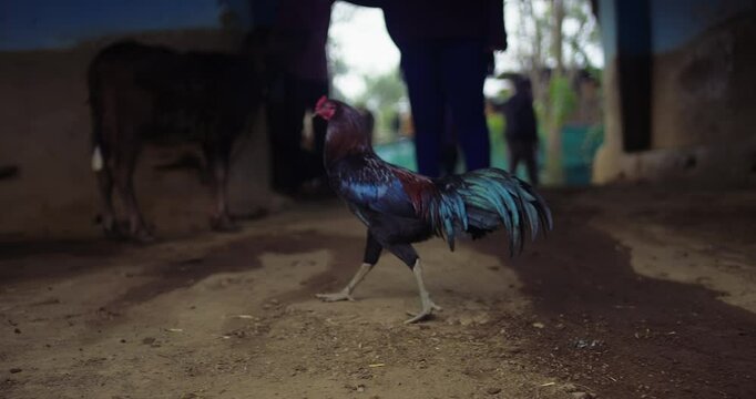 Beautiful Indian Rooster Crowing

