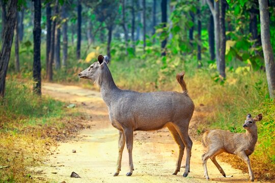 A Sambar Deer with a calf standing on a dirt path in a forested area. Surrounding them are tall trees with green foliage a dense forest habitat. 