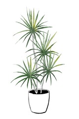 ドラセナ　イラスト　観葉植物　インテリア