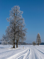 Obraz premium beautiful snow in a pine forest, winter nature, snowy landscape in a pine winter forest, white nature