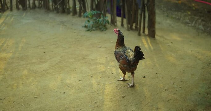 Beautiful Indian Rooster Crowing

