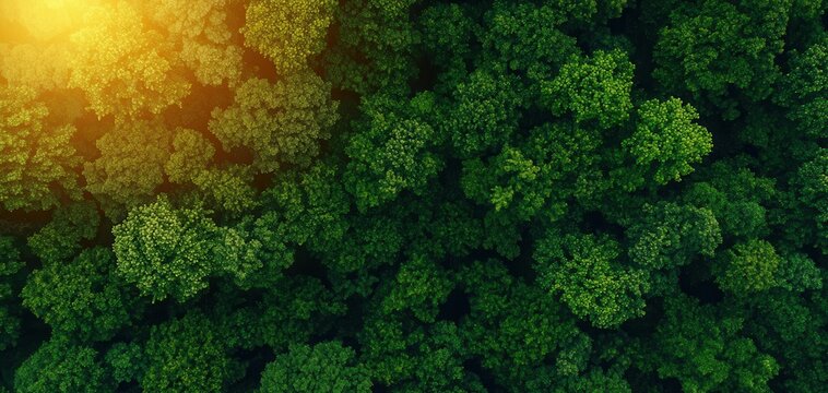 environmental conservation sustainability. Eco-Friendly Rewilding Reintroducing native species and managing habitats to restore natural ecological functions