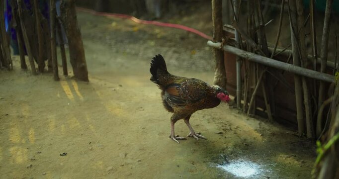 Beautiful Indian Rooster Crowing

