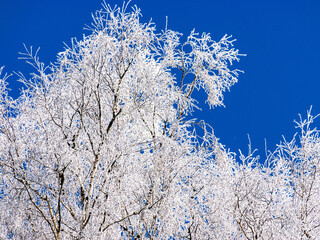 beautiful snow in a pine forest, winter nature, snowy landscape in a pine winter forest, white nature