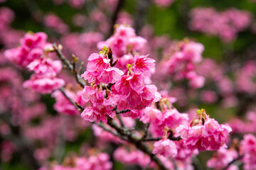 奄美大島の冬, 満開の寒緋桜