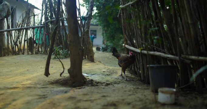 Beautiful Indian Rooster Crowing

