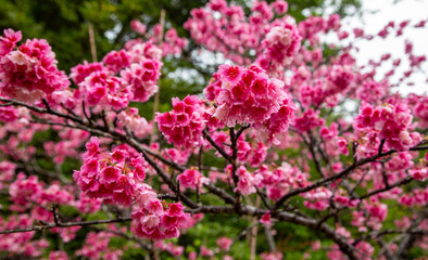 奄美大島の冬, 満開の寒緋桜