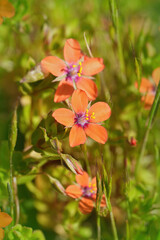 Closeup on a bright red flowering scarlet pimpernel or poor man's weather-glass , Lysimachia...