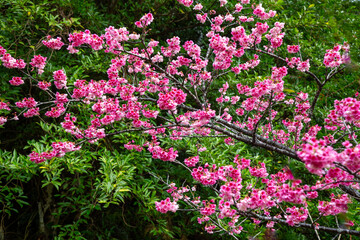 奄美大島の冬, 満開の寒緋桜