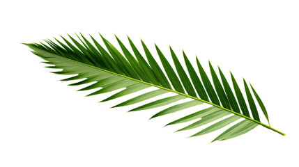 a close up of a leaf