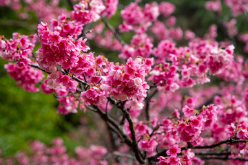 奄美大島の冬, 満開の寒緋桜