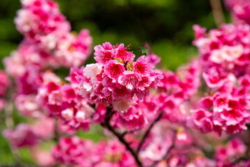 Fototapeta premium 奄美大島の冬, 満開の寒緋桜