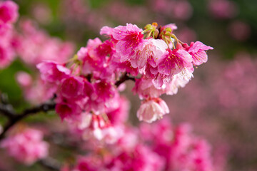 奄美大島の冬, 満開の寒緋桜