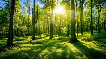 Sunlight Filtering Through Lush Green Trees in a Forest Creating a Magical Scene