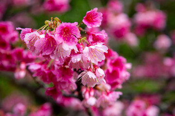 奄美大島の冬、満開の寒緋桜