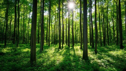 Sunlight filters through tall trees in a vibrant green forest landscape