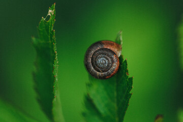 Small snail on a leaf