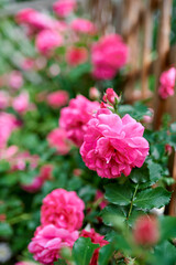 red tea rose bush in nature, village