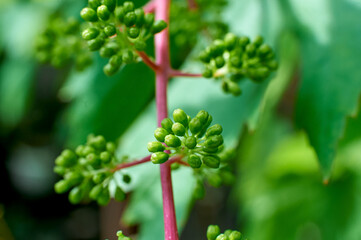 vine buds on a bush close-up, summer