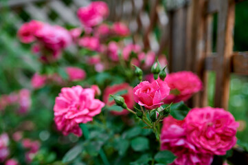 red tea rose bush in nature, village