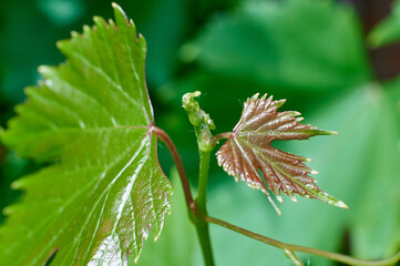 Grape bush with big leaves, summer, village