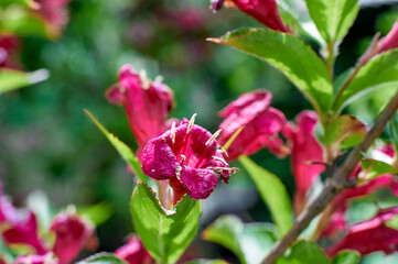 Weigela florida flower red blooms on a bush, summer