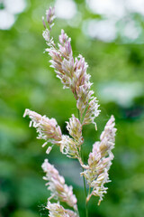 Dactylis glomerata flower close-up on a background of greenery, summer