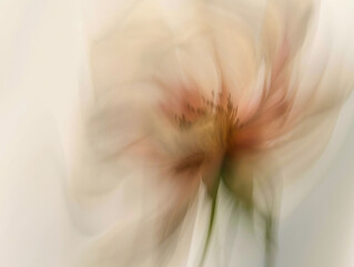 Abstract peach flower with soft-focus petals in warm, flowing motion.