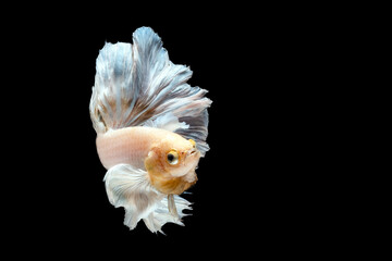 Yellow betta fish halfmoon on black background