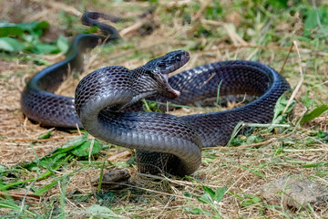 Big black boiga snake attack aggressively