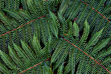 Detail of the frond of the tree fern Cyathea cooperi