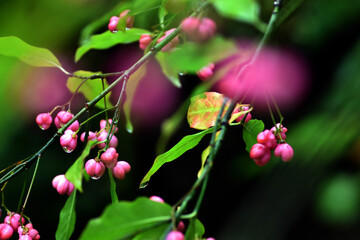 Green leaves and pink fruits of the bonnet (Euonymus europaeus)
