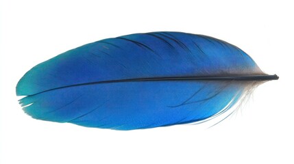 Vibrant Blue Bird Feather on White Background