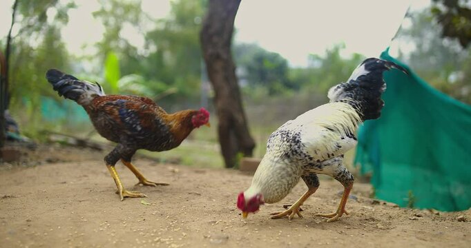 Beautiful Indian Rooster Crowing

