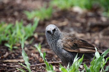 An Apostlebird: A Social Bird of the Australian Outback