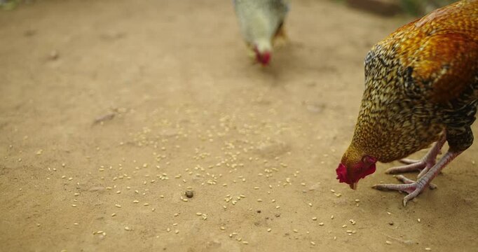 Beautiful Indian Rooster Crowing

