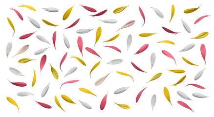 多彩なガーベラを切り抜いた、華やかな背景素材