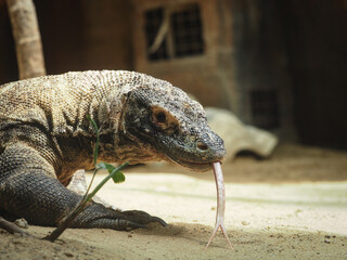 Komodo 