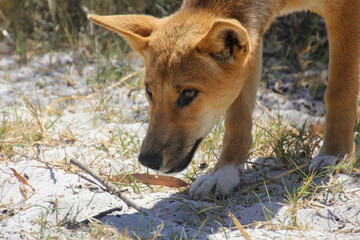 A Dingo Puppy with Soft Fur, Large Paws, and Alert Eyes