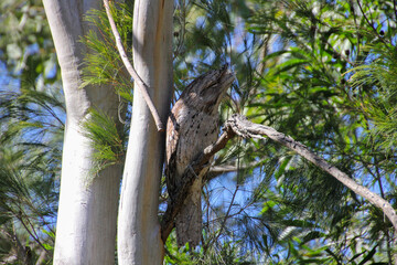 A Tawny Frogmouth Blending Seamlessly into the Trees