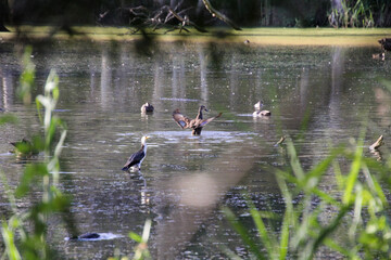 A Gathering of Waterbirds at the Pond