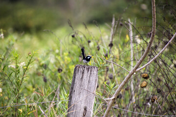  A Willie Wagtail Keeping Watch from a Post
